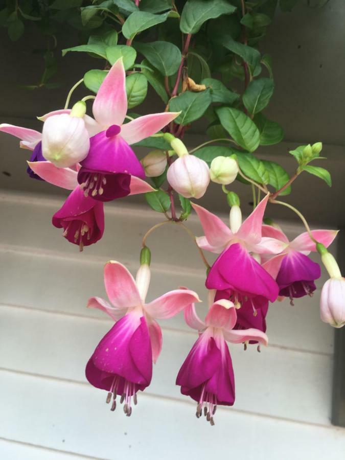 Wellesley Bed And Breakfast 외부 사진